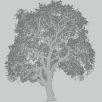 Ancient Oak illustration